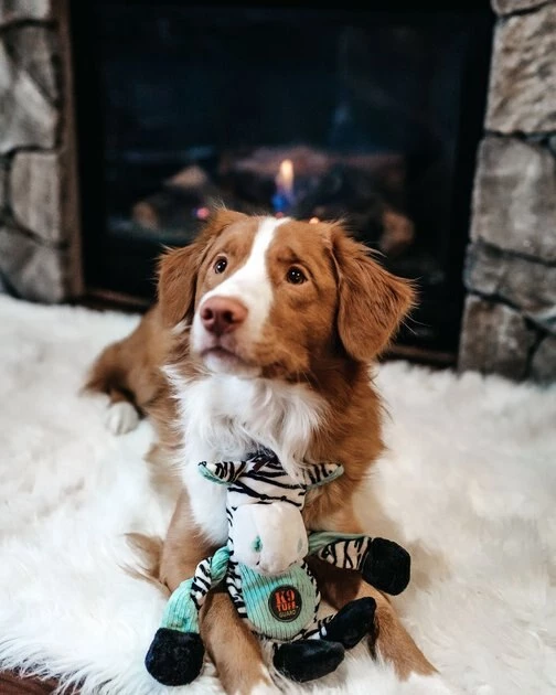 Charming Pet Pulleez Zebra Squeaky Plush Dog Toy 4 Charming Pet Pulleez Zebra Squeaky Plush Dog Toy - Image 4