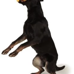 Charming Pet Balloon Lion Squeaky Latex Dog Toy -Cheap Blue Life Protection || Charming Pet || Cobalt Aquatics Store 190512 PT2. SY630 V1594671353