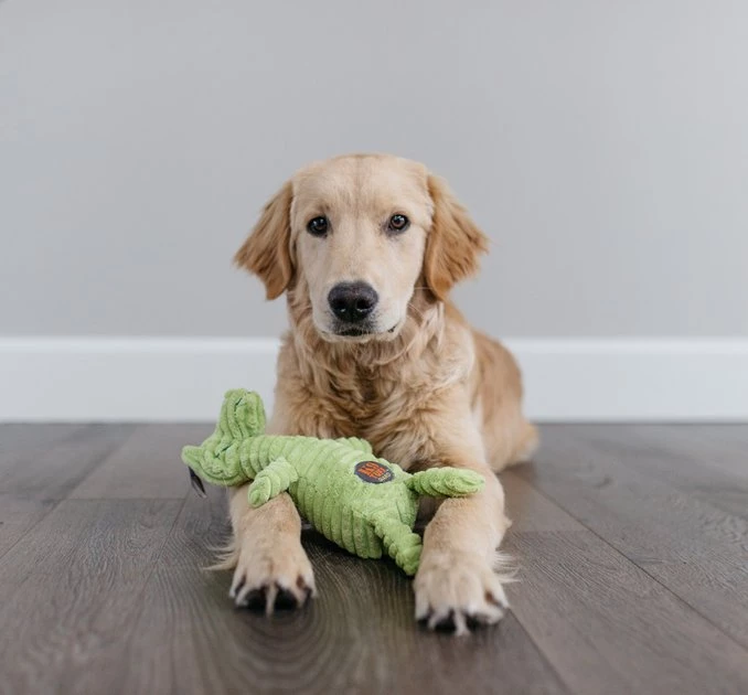 Charming Pet Squeakin' Squiggles Gator Squeaky Plush Dog Toy 3 Charming Pet Squeakin' Squiggles Gator Squeaky Plush Dog Toy - Image 3