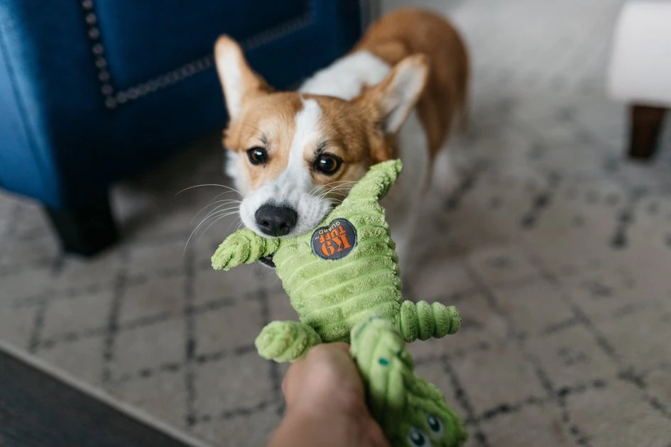 Charming Pet Squeakin' Squiggles Gator Squeaky Plush Dog Toy 4 Charming Pet Squeakin' Squiggles Gator Squeaky Plush Dog Toy - Image 4