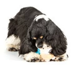 Charming Pet Howling Hoots Squeaky Plush Dog Toy -Cheap Blue Life Protection || Charming Pet || Cobalt Aquatics Store 190531 PT2. SY630 V1594670496