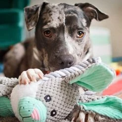 Charming Pet Scrunch Bunch Bunny Squeaky Plush Dog Toy 9 Charming Pet Scrunch Bunch Bunny Squeaky Plush Dog Toy -Cheap Blue Life Protection || Charming Pet || Cobalt Aquatics Store 190550 PT2. SY630 V1594671652