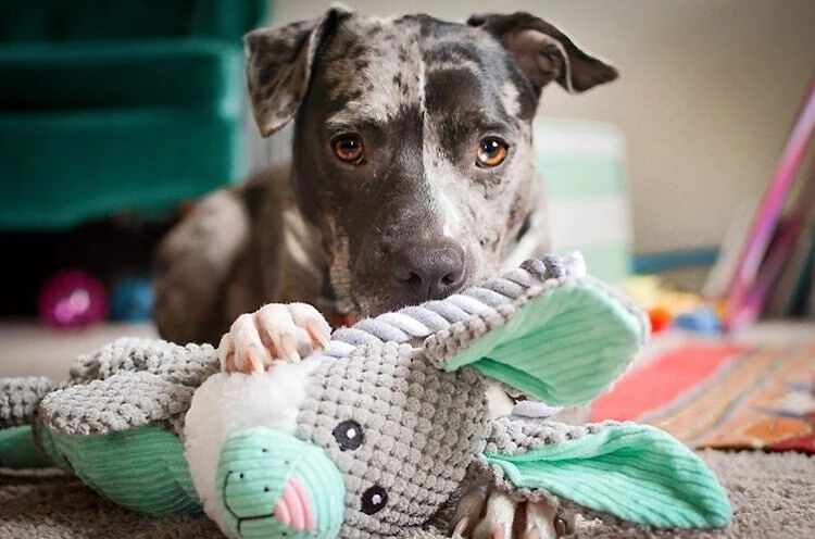 Charming Pet Scrunch Bunch Bunny Squeaky Plush Dog Toy 3 Charming Pet Scrunch Bunch Bunny Squeaky Plush Dog Toy - Image 3