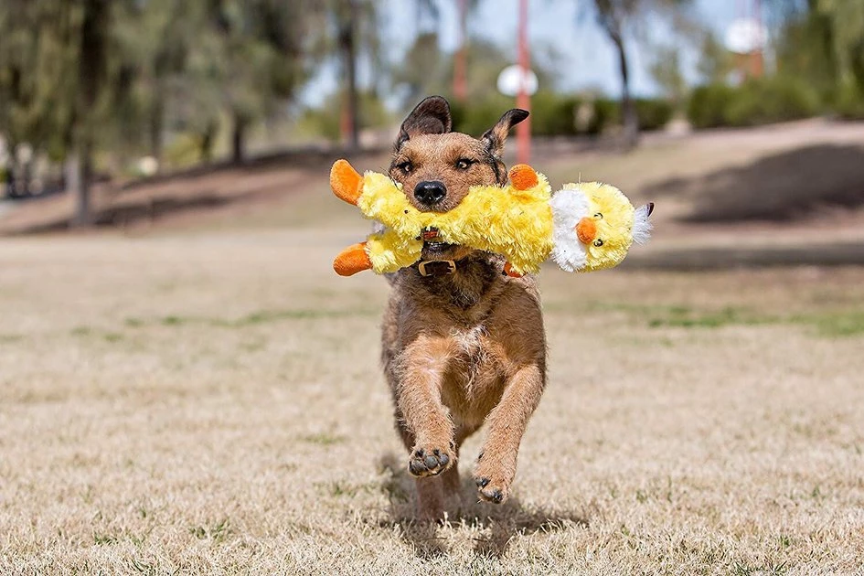 Charming Pet Lil Dudes Chick Squeaky Plush Dog Toy 3 Charming Pet Lil Dudes Chick Squeaky Plush Dog Toy - Image 3