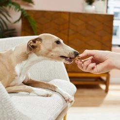 Blue Buffalo Dental Bones Mini All Natural Rawhide-Free Dental Dog Treats 9 Blue Buffalo Dental Bones Mini All Natural Rawhide-Free Dental Dog Treats -Cheap Blue Life Protection || Charming Pet || Cobalt Aquatics Store 73655 PT3. SY630 V1598475065